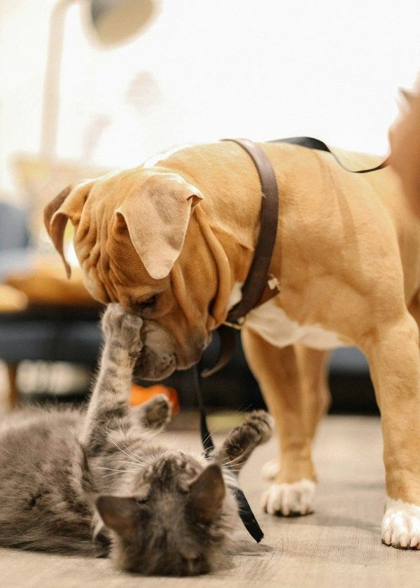 What Are the Best Practices for Introducing a Cat to a Dog-Dominated Household?