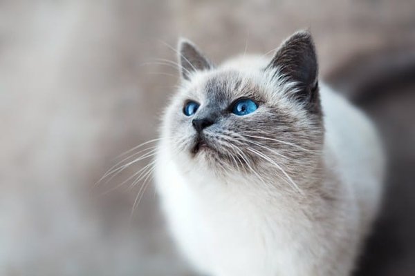 How to Manage the Diet of a Diabetic Cat?